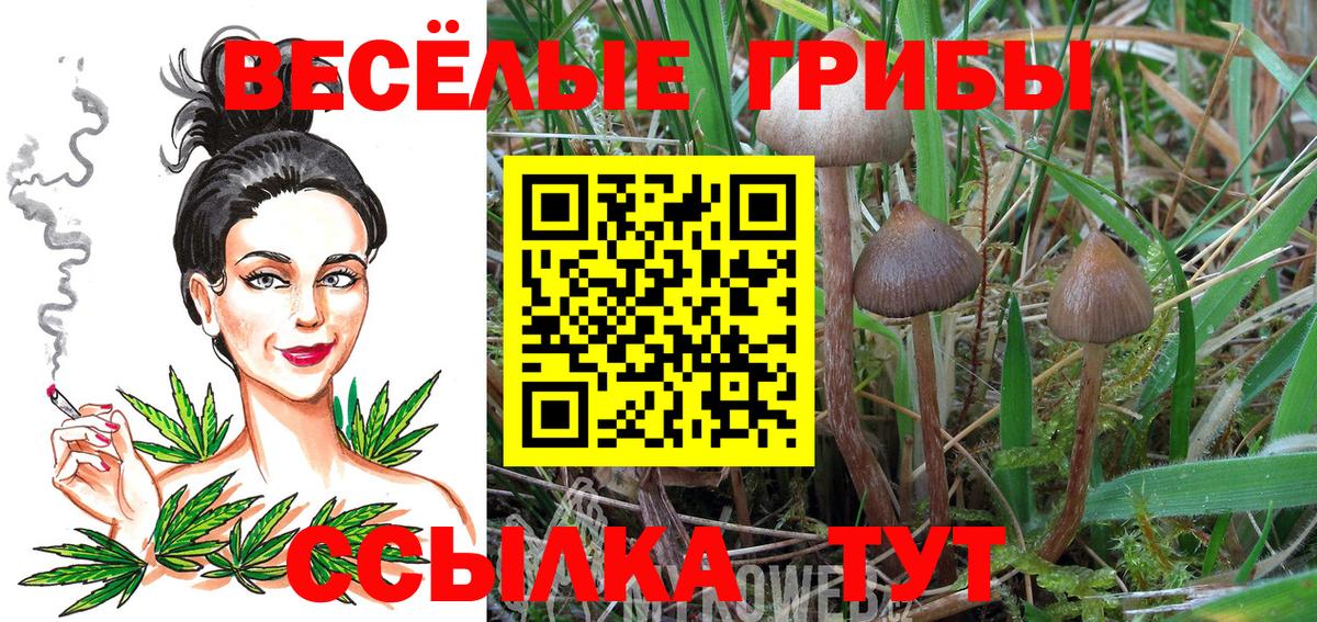 Псилоцибиновые грибы мицелий  Вход с VPN  Камень-на-Оби 